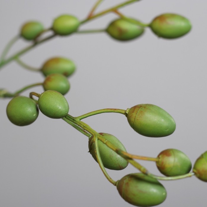 PIANTA DI PALMA H270